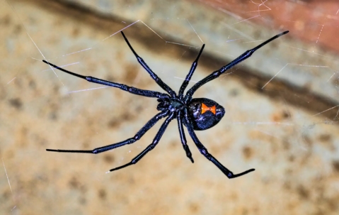 Female Southern Black Widow spider in web showing distinctive red hourglass pattern